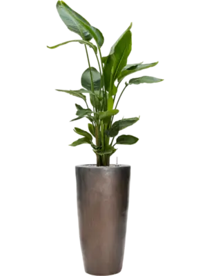 Soil (Vulkastrat)