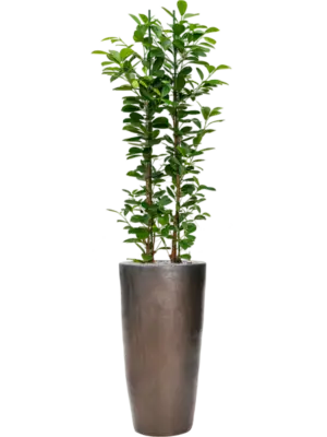 Soil (Vulkastrat)