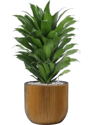 Soil (Vulkastrat)