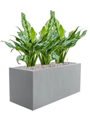Soil (Vulkastrat)