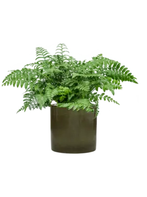 Soil (Vulkastrat)