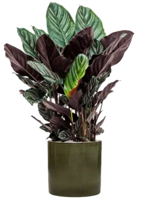 Soil (Vulkastrat)