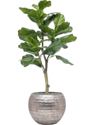 Artificial glued