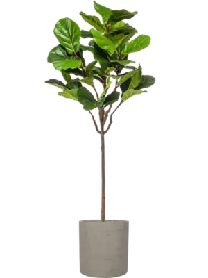 Artificial glued