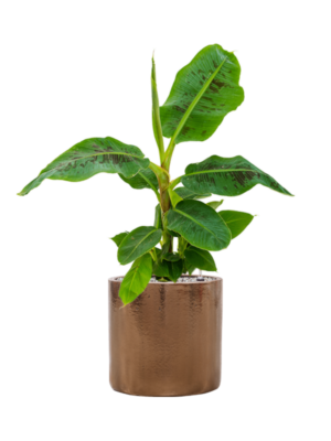 Soil (Vulkastrat)