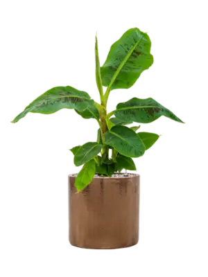 Soil (Vulkastrat)
