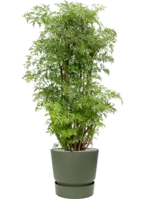 Soil (Vulkastrat)