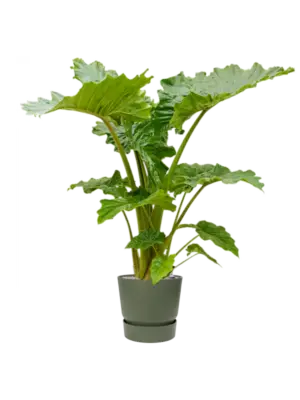 Soil (Vulkastrat)