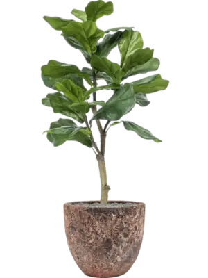 Artificial glued