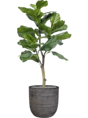 Artificial glued