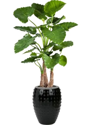 Artificial glued