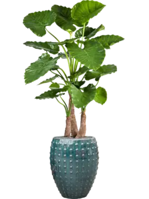 Artificial glued