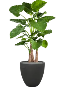 Polystone