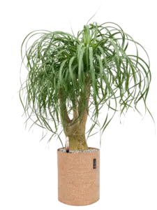 Trendcover