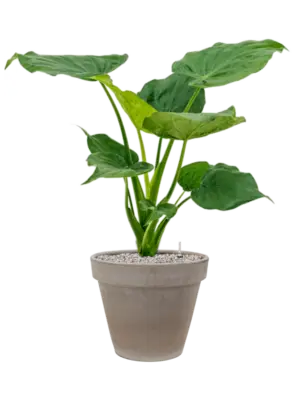 Soil (Vulkastrat)