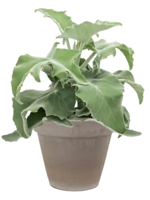Soil (Vulkastrat)