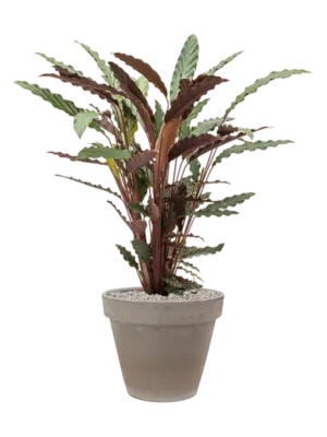 Soil (Vulkastrat)
