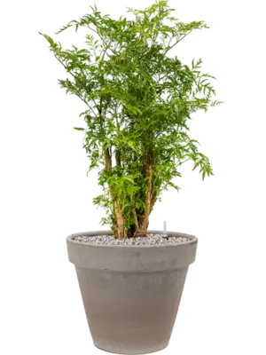 Soil (Vulkastrat)
