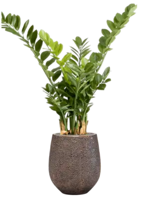 Artificial glued