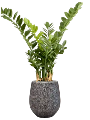 Artificial glued