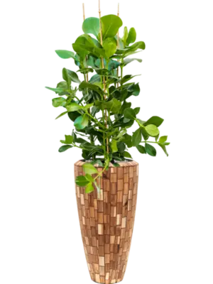 Soil (Vulkastrat)