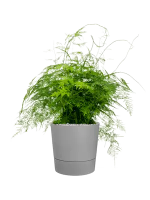 Soil (Vulkastrat)