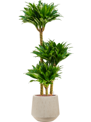 Hydroculture