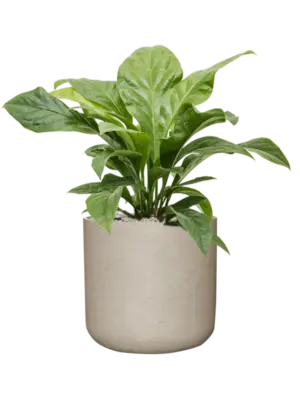 Soil (Vulkastrat)