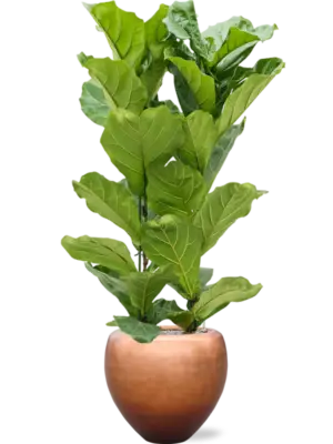 Soil (Vulkastrat)