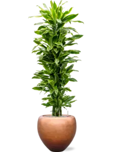 Dracaena