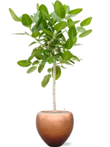 Ficus