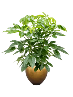 Soil (Vulkastrat)