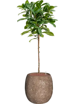 Hydroculture