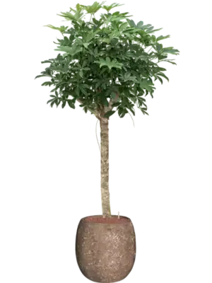 Hydroculture