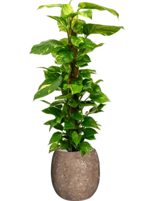 Soil (Vulkastrat)