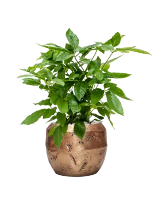 Soil (Vulkastrat)