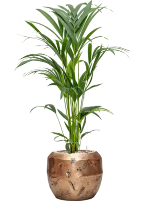 Soil (Vulkastrat)