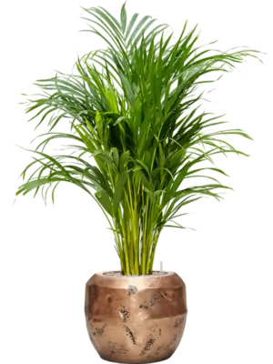 Soil (Vulkastrat)