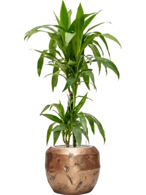 Soil (Vulkastrat)