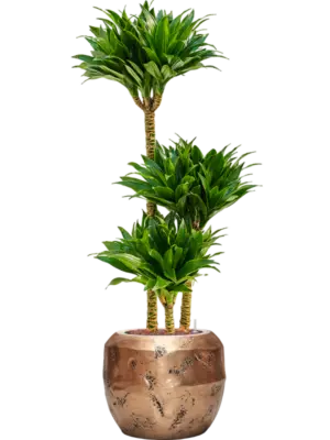 Hydroculture