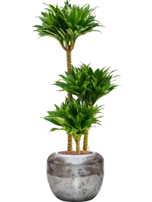 Hydroculture