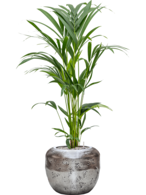 Soil (Vulkastrat)
