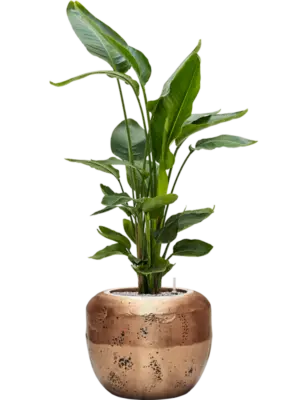 Soil (Vulkastrat)