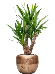 Yucca