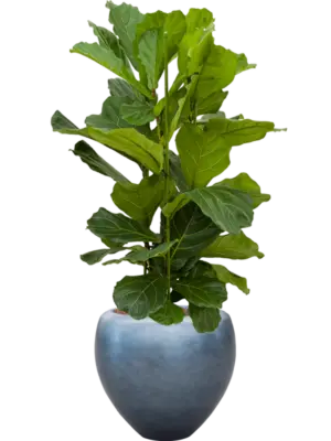 Hydroculture
