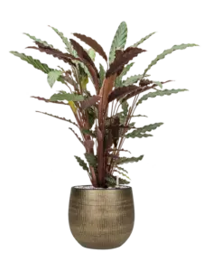 Calathea
