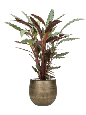 Soil (Vulkastrat)