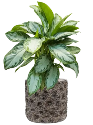 Soil (Vulkastrat)