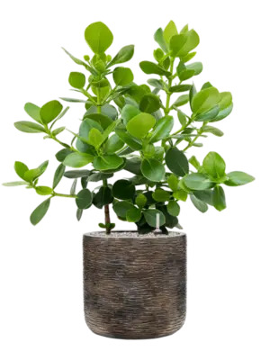 Soil (Vulkastrat)