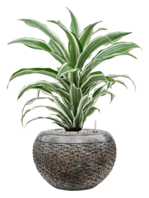 Soil (Vulkastrat)